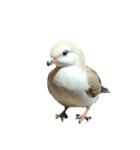 ハト pigeon（個別スタンプ：6）