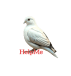 ハト pigeon（個別スタンプ：23）