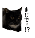 黒猫ととちゃんのスタンプ（個別スタンプ：10）