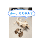 SAM-01（個別スタンプ：10）
