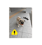 SAM-01（個別スタンプ：11）