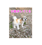 SAM-01（個別スタンプ：16）
