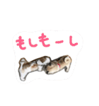 SAM-01（個別スタンプ：32）