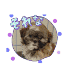 ◎めろんちゃん◎（個別スタンプ：17）