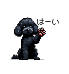 ドット絵 トイプードル ブラック 40種 日常（個別スタンプ：12）