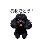 ドット絵 トイプードル ブラック 40種 日常（個別スタンプ：19）