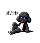 ドット絵 トイプードル ブラック 40種 日常（個別スタンプ：26）