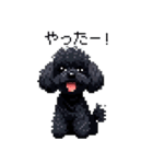 ドット絵 トイプードル ブラック 40種 日常（個別スタンプ：29）