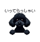 ドット絵 トイプードル ブラック 40種 日常（個別スタンプ：31）