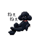 ドット絵 トイプードル ブラック 40種 日常（個別スタンプ：33）