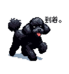 ドット絵 トイプードル ブラック 40種 日常（個別スタンプ：35）