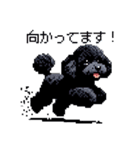 ドット絵 トイプードル ブラック 40種 日常（個別スタンプ：36）