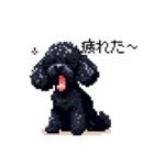 ドット絵 トイプードル ブラック 40種 日常（個別スタンプ：38）