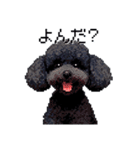 ドット絵 トイプードル ブラック 40種 日常（個別スタンプ：40）