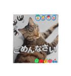 絵になる、ねこねこ日より（個別スタンプ：2）