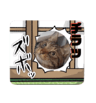 絵になる、ねこねこ日より（個別スタンプ：8）