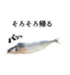 『さんま -秋刀魚-』ルアー・サビキ釣り編（個別スタンプ：20）