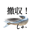 『さんま -秋刀魚-』ルアー・サビキ釣り編（個別スタンプ：21）