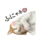 きなこ_TOMSIGNWORKS（個別スタンプ：1）