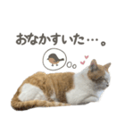 きなこ_TOMSIGNWORKS（個別スタンプ：2）