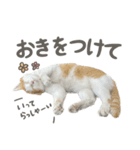 きなこ_TOMSIGNWORKS（個別スタンプ：3）