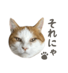 きなこ_TOMSIGNWORKS（個別スタンプ：5）
