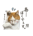 きなこ_TOMSIGNWORKS（個別スタンプ：7）