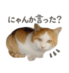 きなこ_TOMSIGNWORKS（個別スタンプ：10）