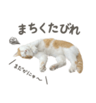 きなこ_TOMSIGNWORKS（個別スタンプ：11）