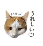 きなこ_TOMSIGNWORKS（個別スタンプ：12）