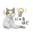 きなこ_TOMSIGNWORKS（個別スタンプ：15）