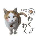 きなこ_TOMSIGNWORKS（個別スタンプ：16）