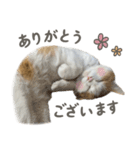 きなこ_TOMSIGNWORKS（個別スタンプ：17）