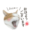 きなこ_TOMSIGNWORKS（個別スタンプ：18）