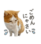 きなこ_TOMSIGNWORKS（個別スタンプ：19）