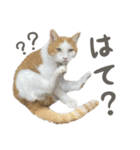 きなこ_TOMSIGNWORKS（個別スタンプ：21）