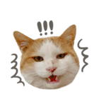 きなこ_TOMSIGNWORKS（個別スタンプ：24）