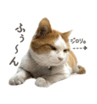 きなこ_TOMSIGNWORKS（個別スタンプ：25）