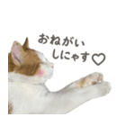 きなこ_TOMSIGNWORKS（個別スタンプ：28）