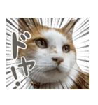 きなこ_TOMSIGNWORKS（個別スタンプ：29）