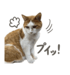 きなこ_TOMSIGNWORKS（個別スタンプ：30）