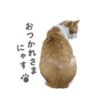 きなこ_TOMSIGNWORKS（個別スタンプ：31）