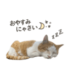 きなこ_TOMSIGNWORKS（個別スタンプ：32）