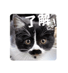 Minchopila 8（個別スタンプ：10）