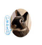Minchopila 8（個別スタンプ：12）