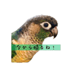 Minchopila 8（個別スタンプ：13）