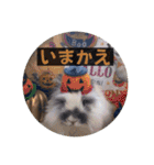 Minchopila 8（個別スタンプ：14）