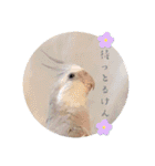 Minchopila 8（個別スタンプ：16）