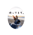 Minchopila 8（個別スタンプ：18）