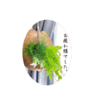 Minchopila 8（個別スタンプ：19）
